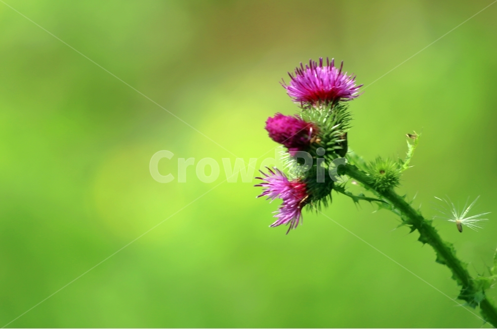 식물,엉겅퀴,보라,가시나물,엄격,식물,자연,plants,nature,꽃,flower