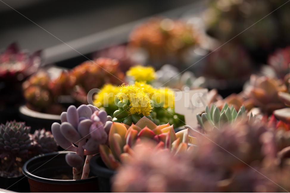 다육,다육식물,다육농원,선인장,관상식물,관상다육
