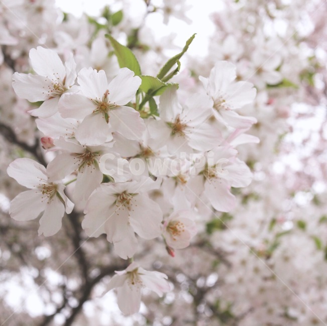 봄,벚꽃,꽃,나무,꽃잎,꽃놀이,산책