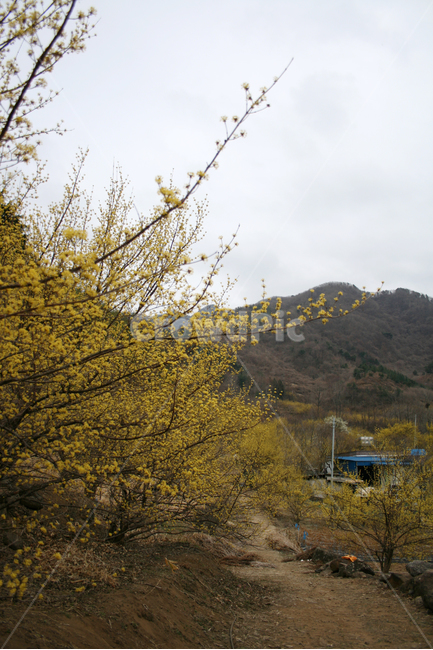 산수유,봄,봄날,봄꽃,꽃,노란색,감성,spring,flower,봄길,풍경,봄,계절,spring,season,자연,풍경,nature,landscape,한국자연풍경,한국자연경관,korea nature landscape,outdoors,옥외