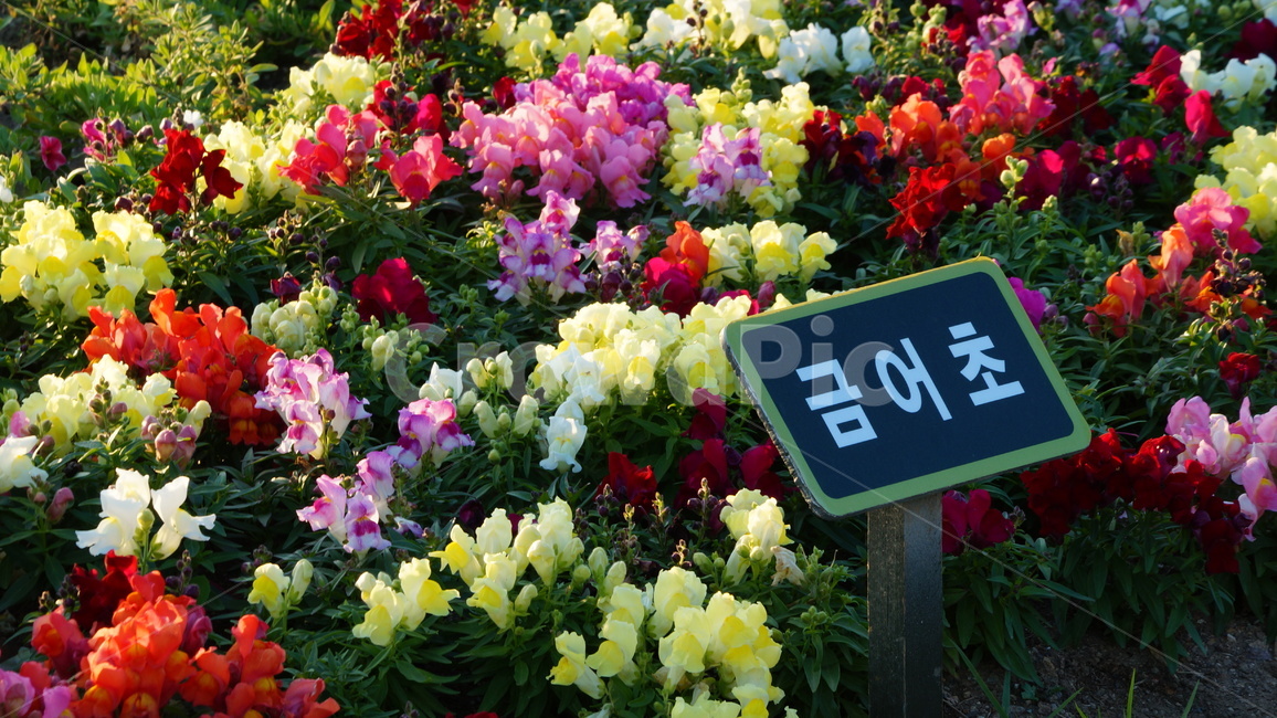 금어초,꽃,꽃길,식물,꽃축제,식물,자연,plants,nature,꽃,flower