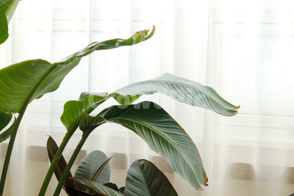 커튼,잎,초록색,하얀색,감성,식물,자연,plants,nature,실내용화초,화분,화초,house plant,인테리어,실내디자인,interior design