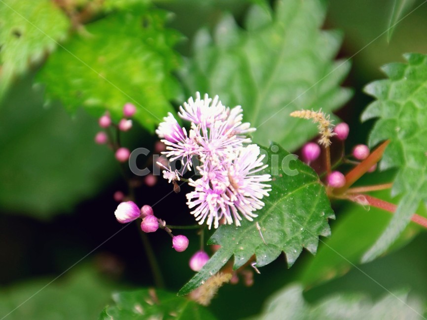 식물,꽃,꿩의다리,여름,독초,식물,자연,plants,nature,꽃,flower