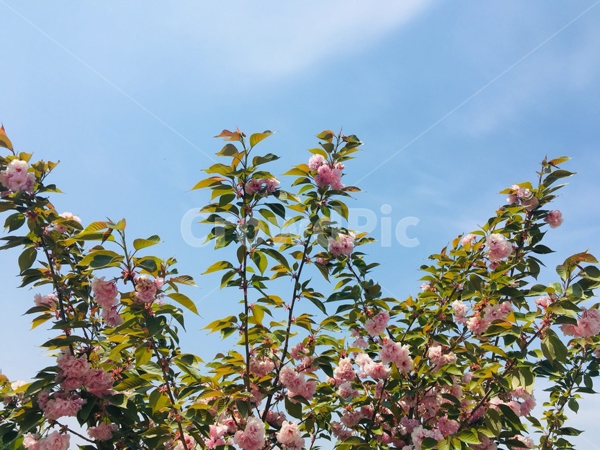 식물,꽃,봄,하늘,벚꽃