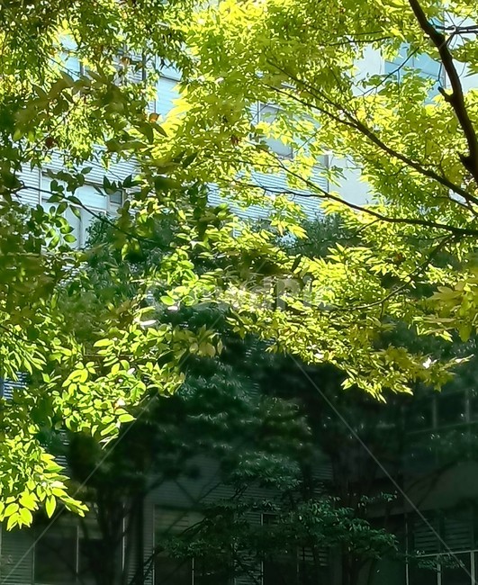 나무,tree,식물,나무줄기,나뭇잎,느티나무,식물,자연,plants,nature,나무,trees,wood