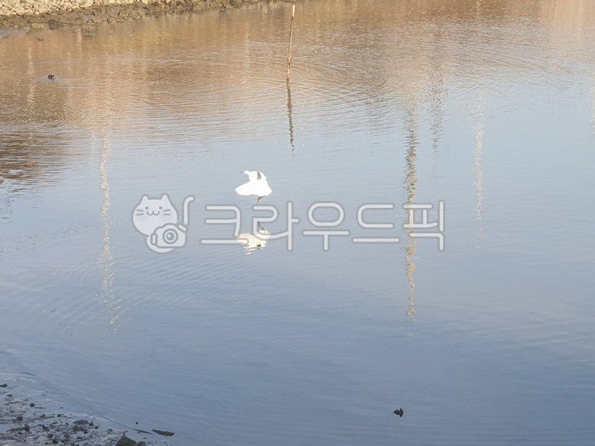 fly,ocean,bird,animal,Seagull,wing,white seagull