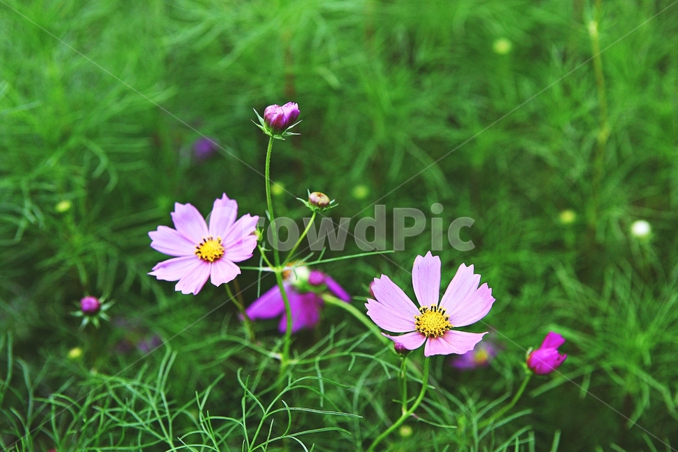 코스모스,꽃,꽃잎,식물,자연,가을,가을꽃,공원,식물,자연,plants,nature,꽃,flower