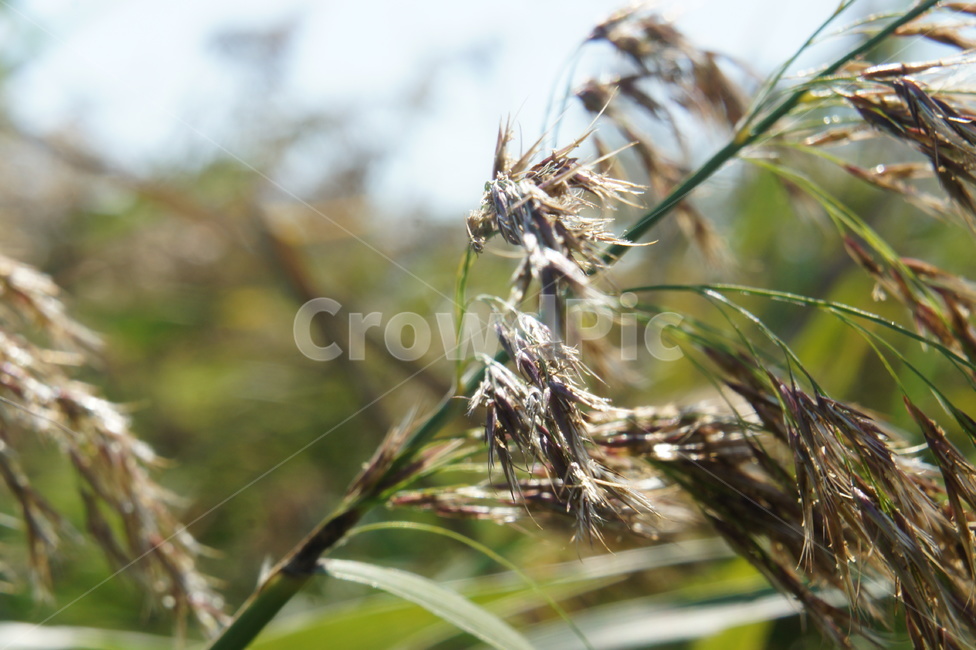 갈대,reed,풀,여름,햇빛,sunshine,grass