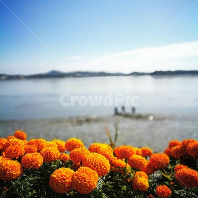 바다,꽃,갯벌,풍경,경치,식물,자연,plants,nature,꽃,flower