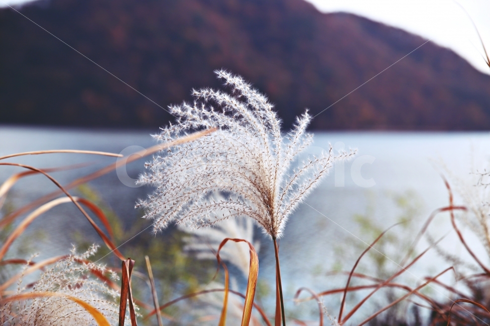 억새,가을,물억새,쓸쓸함,외로움,호수,가을,계절,fall,autumn,season,식물,자연,plants,nature,감성,sensible,feeling,grass,잔디,plant,lawn,reed,갈대