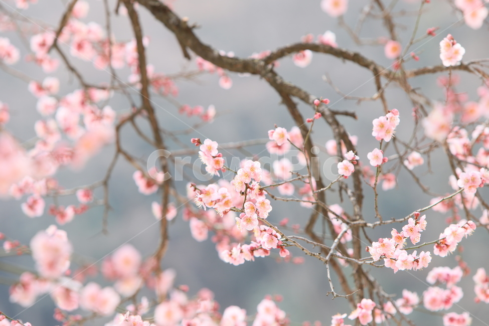 plant,식물,flower,꽃,blossom,매화,봄,봄,계절,spring,season