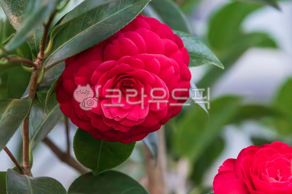 짙은,빨간색,아름다운,겹동백,동백나무,동백꽃,동백,꽃,꽃잎,초록색,잎,나무,차나무과,동백나무속,식물,자연,상록교목,theaceae,commoncamellia,camelliatree,raindrops,camelliaflower,flower,red,petal,green,leaf,tree,camelliafamily,plant,nature,evergreentree,blossom,garden,bloom,beauty,flora,blooming,floral,closeup,beautiful