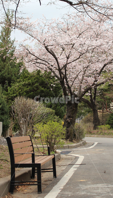 풍경,봄,벛꽃,벤치,꽃,의자,봄,계절,spring,season,furniture,가구,bench,plant,식물,tree,나무