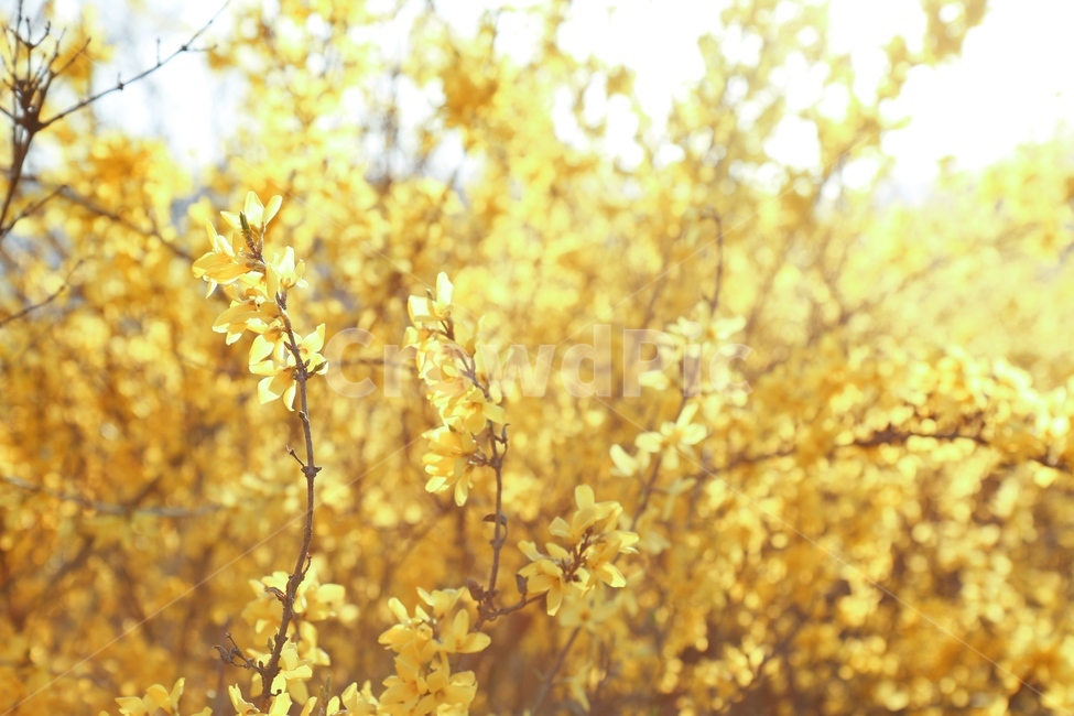 개나리,자연,꽃,식물,봄,노란,노랑,감성,꽃놀이,yellow,nature,spring,beauty,flower,해질녁,해질녘,빛,봄,계절,spring,season,식물,자연,plants,nature,꽃,flower,감성,sensible,feeling,plant,tree,나무