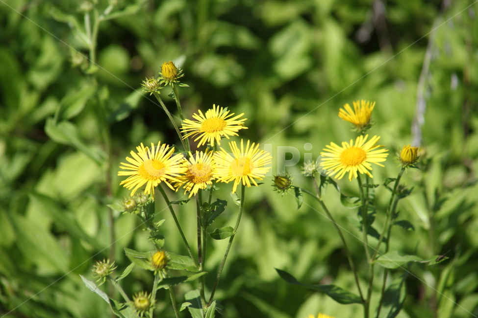 금불초,꽃,식물,japaneseinula,plant,식물,자연,plants,nature,꽃,flower