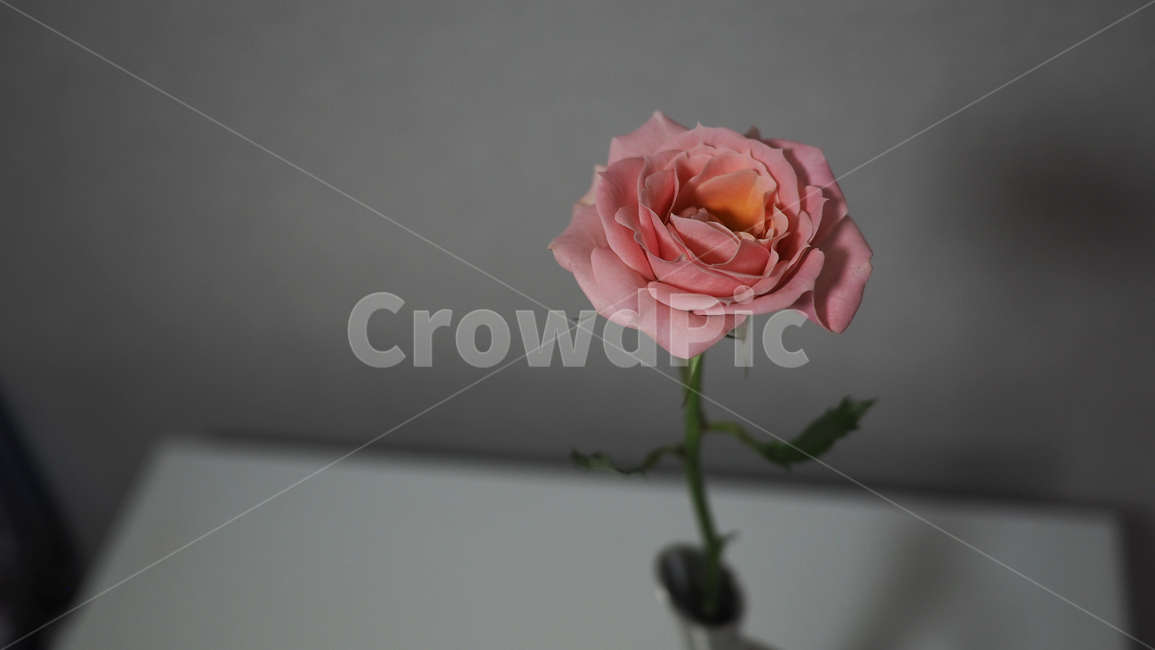 꽃,장미,분홍색,flower,rose,blossom,식물,자연,plants,nature,꽃,flower