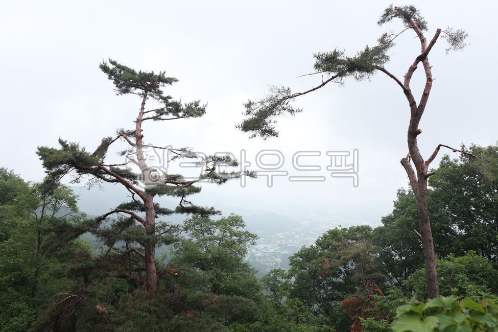 배경화면,네이처,자연,식물,나무,소나무,소나무풍경,산,하늘
