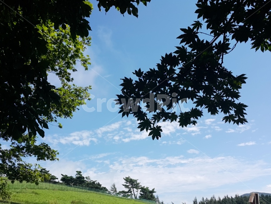 하늘,들판,맑음,여름,구름,여름,계절,summer,season,자연,풍경,nature,landscape,tree,나무,plant,식물,outdoors,옥외