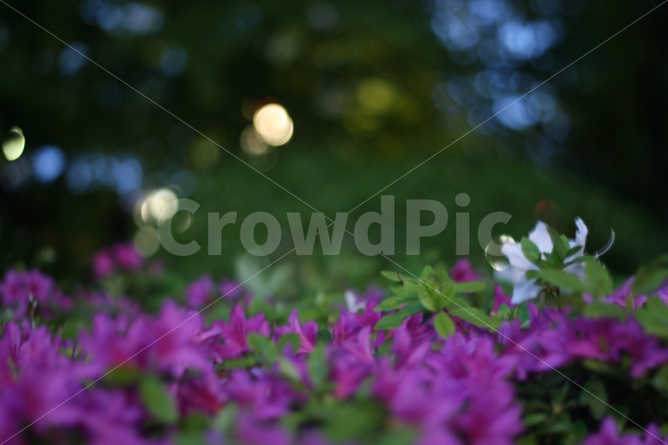 꽃,야경,풍경,사진,감성,식물,자연,plants,nature,꽃,flower