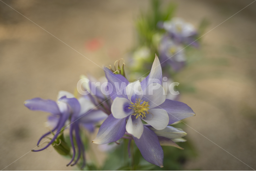 매발톱,메발톱꽃,보라색꽃,보케,봄의꽃,식물,자연,plants,nature,꽃,flower