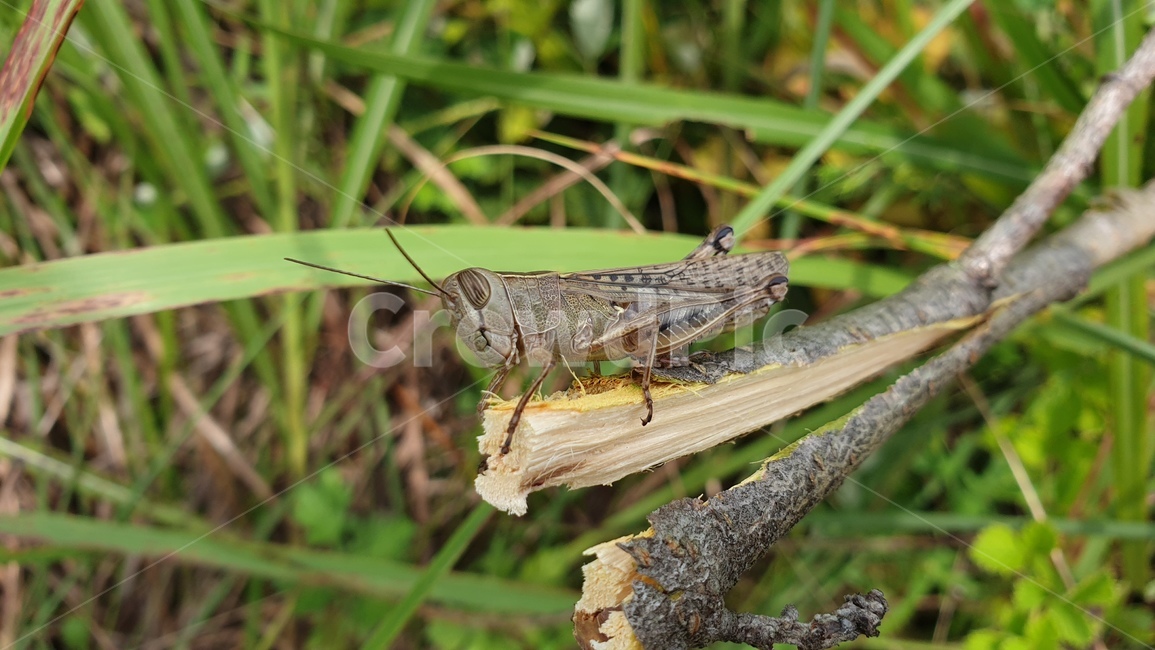 메뚜기,곤충,풀무치,벌레,벼메뚜기,곤충,벌레,insect,bug