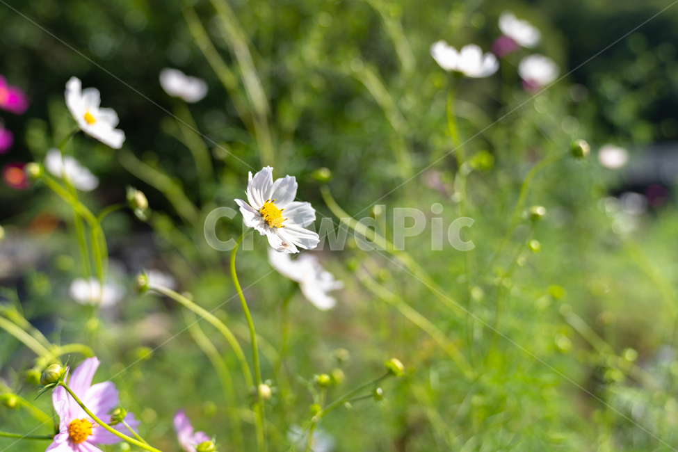 감성,풀,꽃,가을,풀꽃,가을,계절,fall,autumn,season,식물,자연,plants,nature,꽃,flower,plant