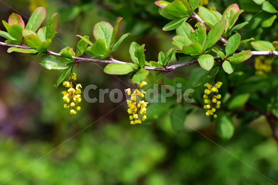 매발톱나무,야생화,꽃,식물,자연,생태,플라워,wildflower,flower,plants,nature,season,감성,느낌,emotion,feeling,나무,tree