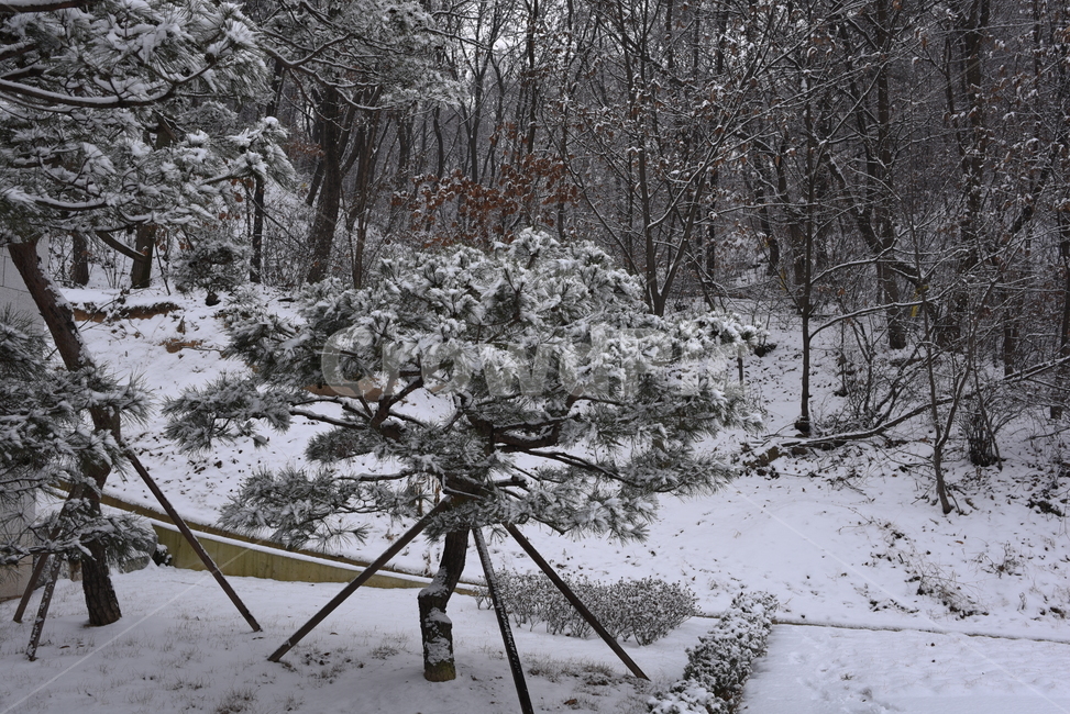 nature,자연,안개,들,겨울,눈,snow,winter,풍경,배경,도랑,tree,나무,plant,식물,겨울,계절,winter,season
