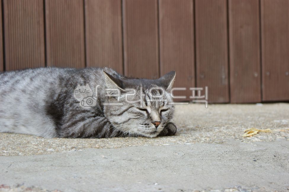 drowsy,tired,Pets,gray,stray cat,wild cat,cat,stripe,animal,sleepy,mammalia,wild,pet