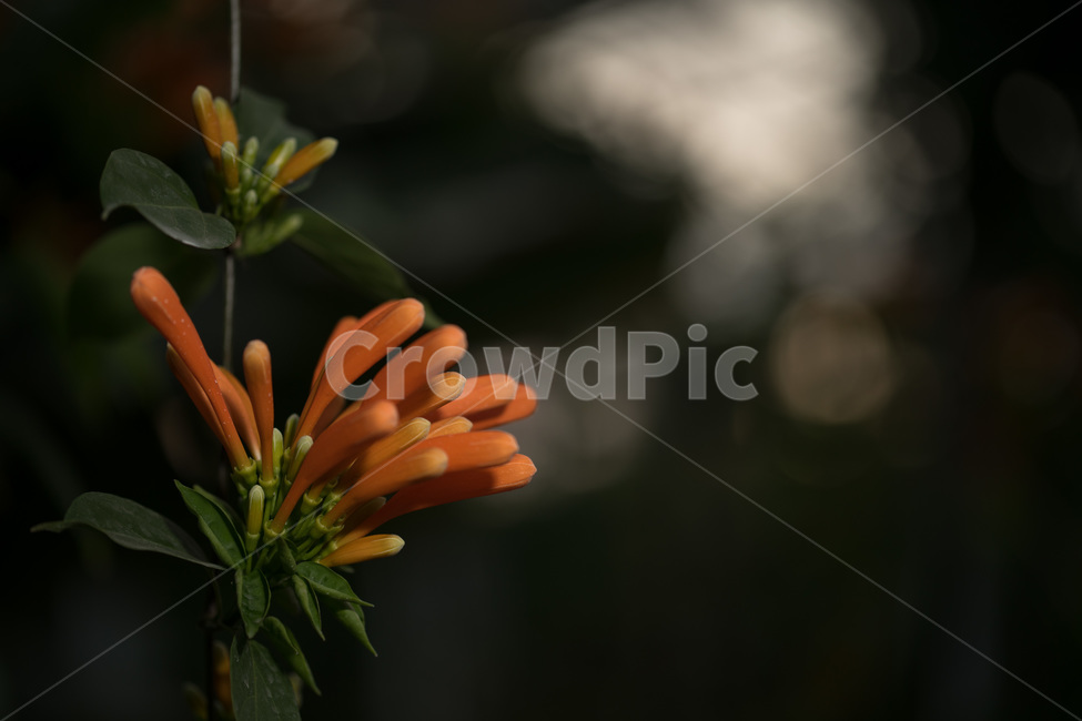 파장화,꽃,주황색,덩쿨,식물,포장화,식물,자연,plants,nature,꽃,flower