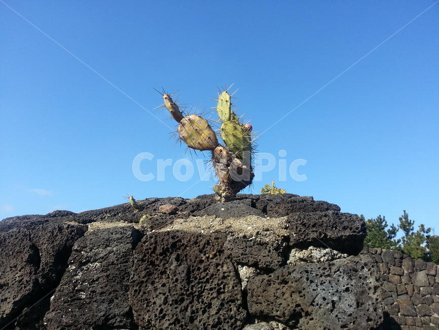 제주,하늘,선인장,풍경,파란,제주도,jeju,jeju island,식물,자연,plants,nature,plant,cactus
