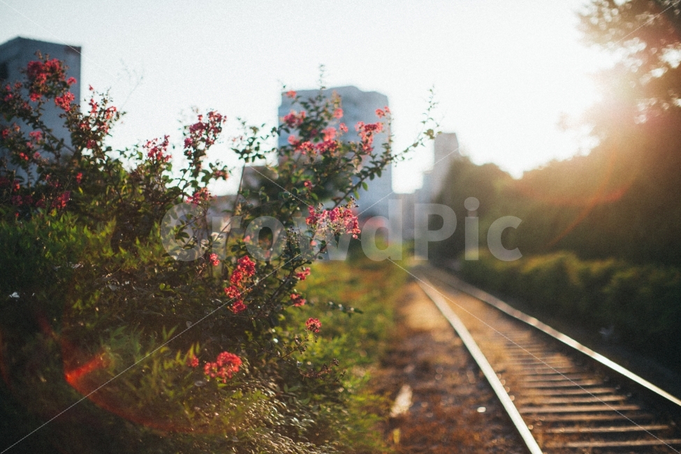 철길,감성,스냅,꽃,백일홍,햇살,노을,식물,자연,plants,nature,꽃,flower,교통,교통수단,traffic,transportation,감성,sensible,feeling,rail,레일,train track,기찻길,railway,철도