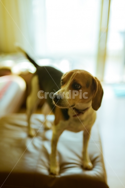 강아지,애견,비글,악마견,애완견,동물,animal,포유류,mammal,개,강아지,dog,doggy