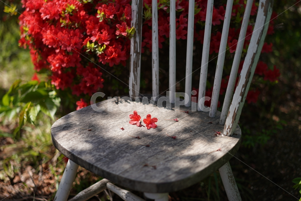 감성,봄,꽃,연산홍,철쭉,공원,의자,식물,자연,plants,nature,꽃,flower,휴식,힐링,rest,relaxation,healing