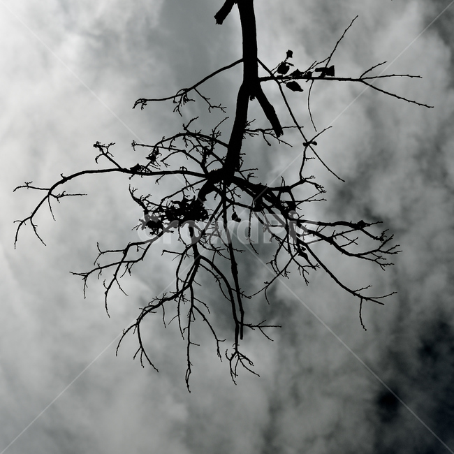 silhouette,실루엣,흑백사진,구름,clouds,식물,tree,나무,식물,자연,plants,nature,나무,trees,wood,흑백,모노톤,monochrome,black and white