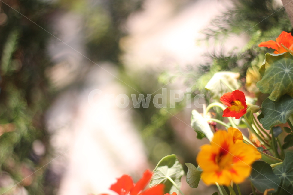 꽃,자연,식물,봄꽃,야생화,주황색꽃,따스한,nature,flower,plants,색상,색감,색채,잎,빛