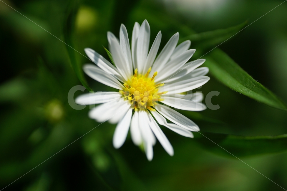 미국쑥부쟁이,꽃,꽃사진,플라워,외래종,외래식물,귀화식물,식물,이파리,flower,flowers,plants,plant,snap,snapshot,스냅,스냅사진,스넵,스넵사진,감성,감성사진,자연,풍경,nature,landscape,가을,가을꽃,계절,season,fall,autumn,10월,October,꽃밭,가든,정원,flowerbed,flowergarden,식물,자연,plants,nature,꽃,flower