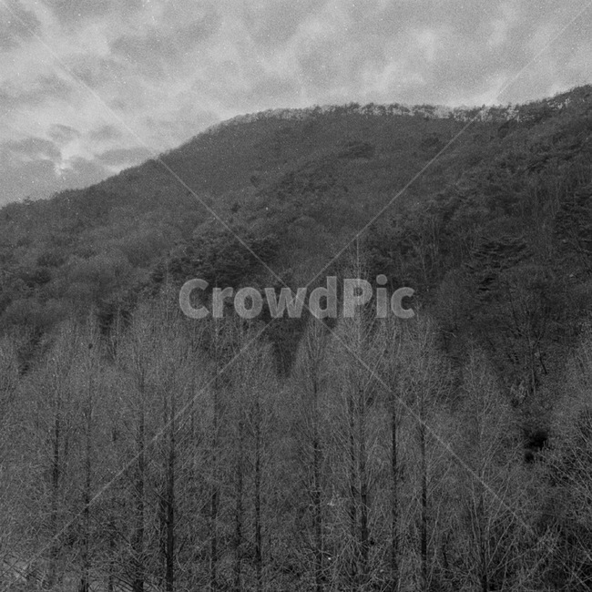 자연,힐링,나무,밤,겨울,자연,풍경,nature,landscape,흑백,모노톤,monochrome,black and white,tree,plant,식물,fir,전나무
