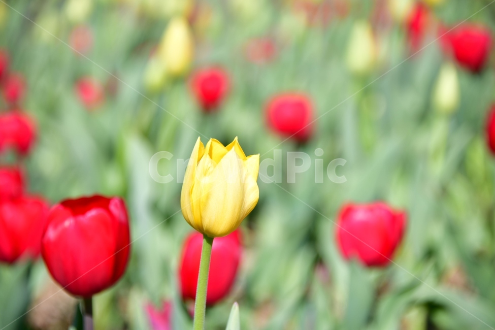 식물,plant,blossom,flower,꽃,tulip,튤립,봄