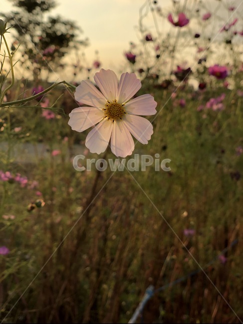 코스모스,가을,꽃,식물,cosmos,가을,계절,fall,autumn,season,plant