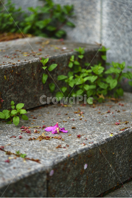 자연,풍경,봄,꽃,감성,봄,계절,spring,season,꽃,flower,plant,식물