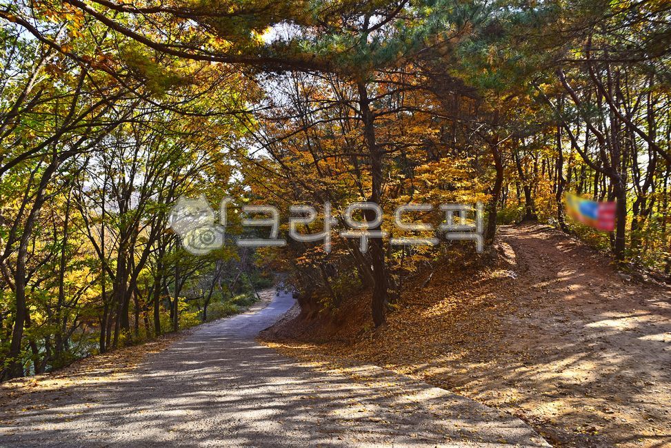 한국자연경관,가을배경,가을,두갈래길,포장도로,비포장도로,가을숲,시즌,계절,nature,자연,outdoors,옥외,가을산,숲,배경,백그라운드,바탕,소나무,힐링길,산길,숲길
