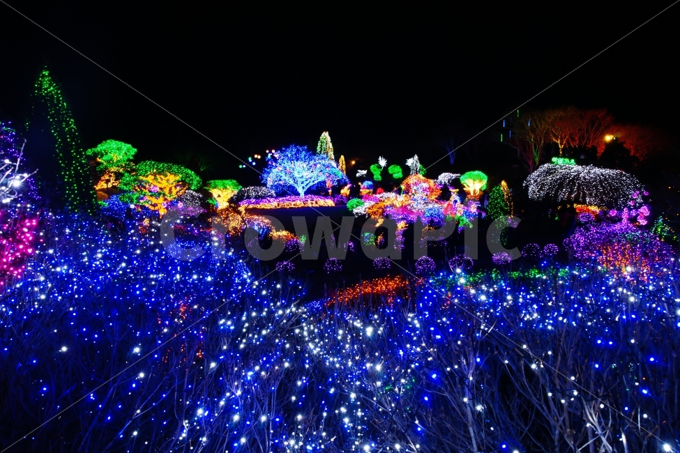 일루미네이션,나무,전등,형형색색,겨울밤,불빛,야경,밤,풍경,nightscape,night,landscape,crowd,군중,festival,제전