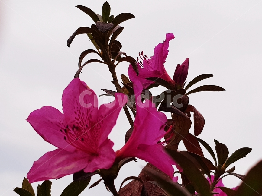철쭉,꽃,flower,식물,blossom