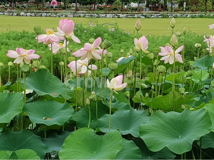 aiotusleaf,연잎,연못,초록색,식물,여러해살이,수초,연잎쌈,연잎차,lotusflowers,연꽃,수련,여름꽃,수생식물,늪지식물,배경,배경이미지,배경화면,식물,자연,plants,nature,꽃,flower