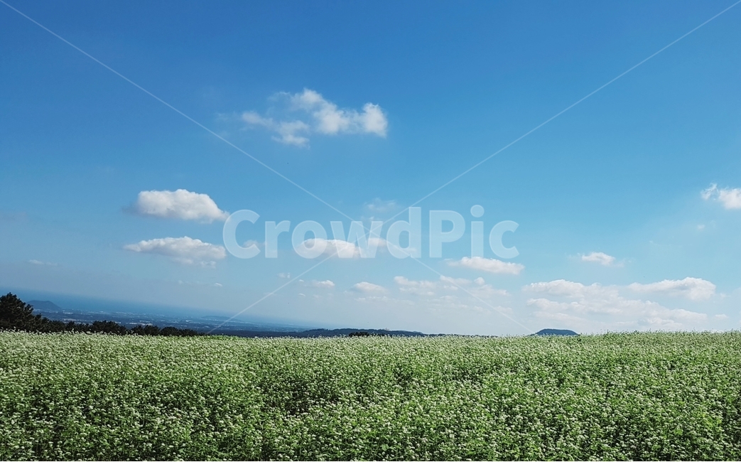 메밀꽃,밭,자연,하늘,땅,자연,풍경,nature,landscape,outdoors,옥외,field,들