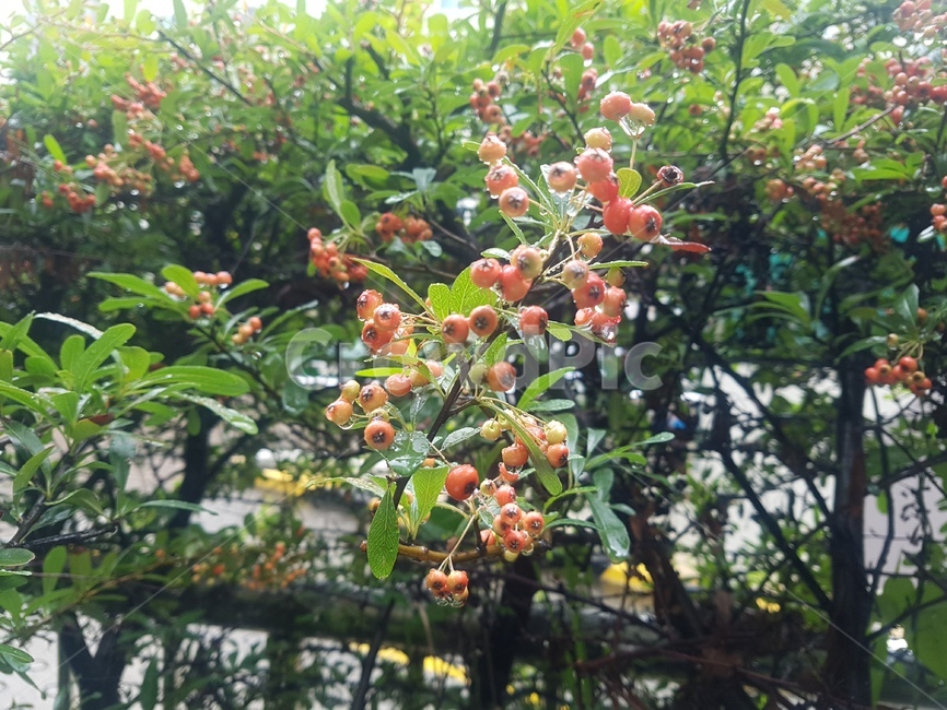 plant,식물,fruit,과일,food,열매