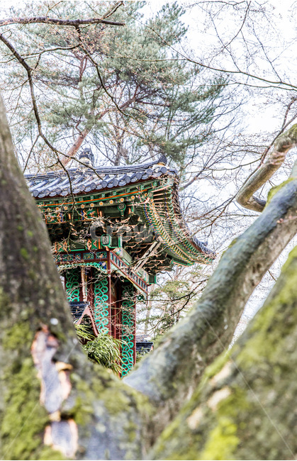 고궁,단청,문화유산,비원,고목,문화재,문양,무늬,봄,계절,spring,season,한국전통,한국문화,korean traditional,korean culture,랜드마크,landmark,tourist attraction,한국랜드마크,한국관광지,한국명소,korea landmark,korea tourist attraction,building,건물