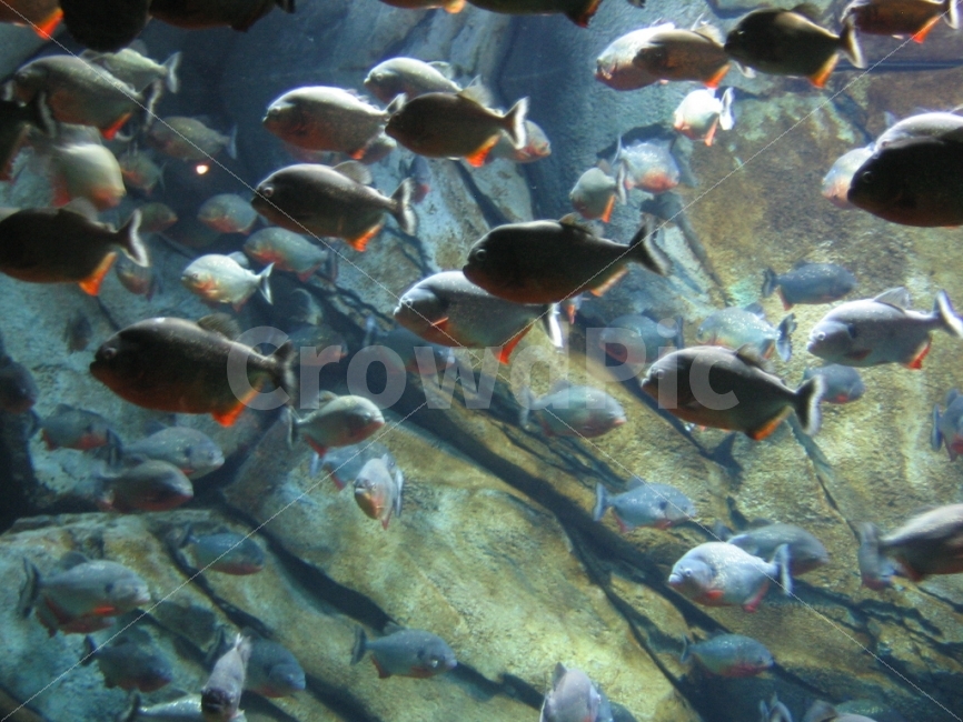 물고기,무리,유영,함께,길,어류,물고기,fish