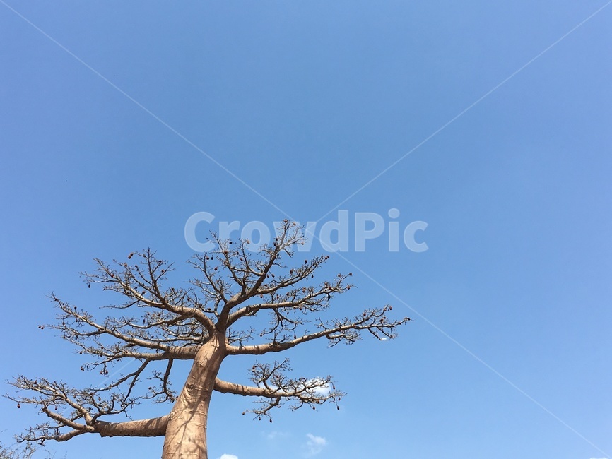 바오밥나무,자연,나무,아프리카,배경,하늘,nature,식물,나무줄기,나뭇가지,가을,야외,옥외,outdoors,파란하늘,맑은하늘,색감,감성,식물,자연,plants,nature,나무,trees,wood